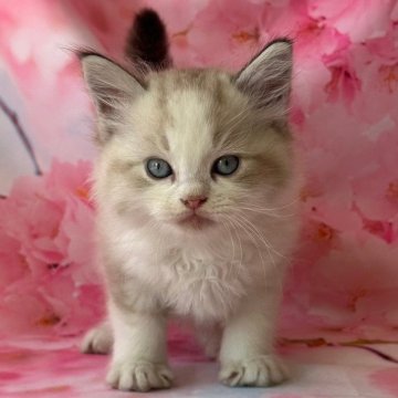 ラグドール×アメリカンカール【群馬県・男の子・2024年6月1日・シールリンクスポイント】の写真「可愛いです🩵🩵」