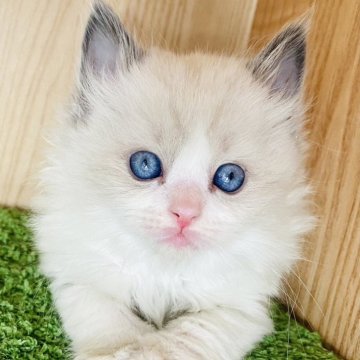 ラグドール【群馬県・女の子・2024年1月18日・ブルーポイントバイカラー】の写真「可愛いです🩵」