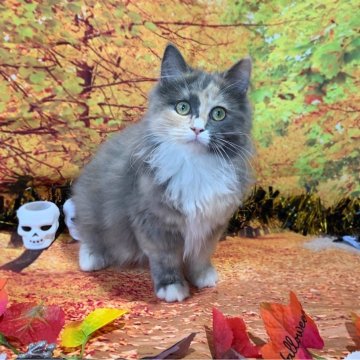 ミックス猫【群馬県・女の子・2024年6月10日・ブルーパッチドタビー】の写真「可愛いです！」