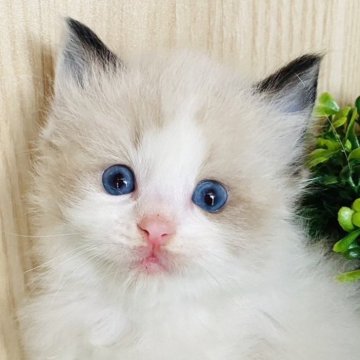 ラグドール【群馬県・男の子・2024年1月19日・シールポイントバイカラー】の写真「可愛いです💚」