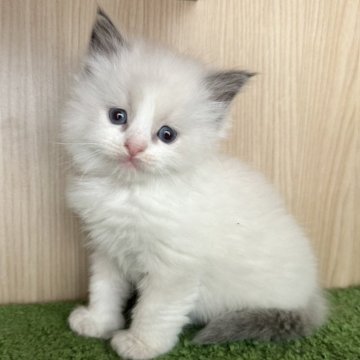 ラグドール【群馬県・男の子・2024年2月22日・ブルーポイントバイカラー】の写真「可愛いです🩵わんぱく」