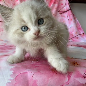ラグドール×アメリカンカール【群馬県・男の子・2024年6月1日・シールリンクスポイント】の写真「可愛いです🩵🩵」