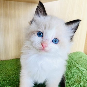 ラグドール【群馬県・女の子・2024年1月19日・シールポイントバイカラー】の写真「可愛いです🩵」