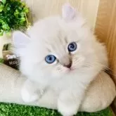 アメリカンカールとラグドールのmix猫【群馬県・女の子・2023年11月12日・ブルーリンクスポイント】の写真1