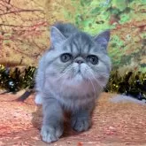 エキゾチックショートヘア【群馬県・女の子・2024年7月13日・ブルーパッチドタビー】の写真2