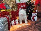 ラグドール【群馬県・男の子・2024年10月1日・ブルーポイントバイカラー】の写真3