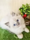 ラグドール【群馬県・男の子・2024年1月7日・ブルーポイントミデッド】の写真4