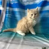 ラガマフィン【群馬県・男の子・2024年6月10日・クリームタビー】の写真4