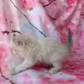 ラグドール×アメリカンカール【群馬県・女の子・2024年6月1日・シールポイントバイカラー】の写真5