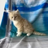 ラガマフィン【群馬県・男の子・2024年6月10日・クリームタビー】の写真5