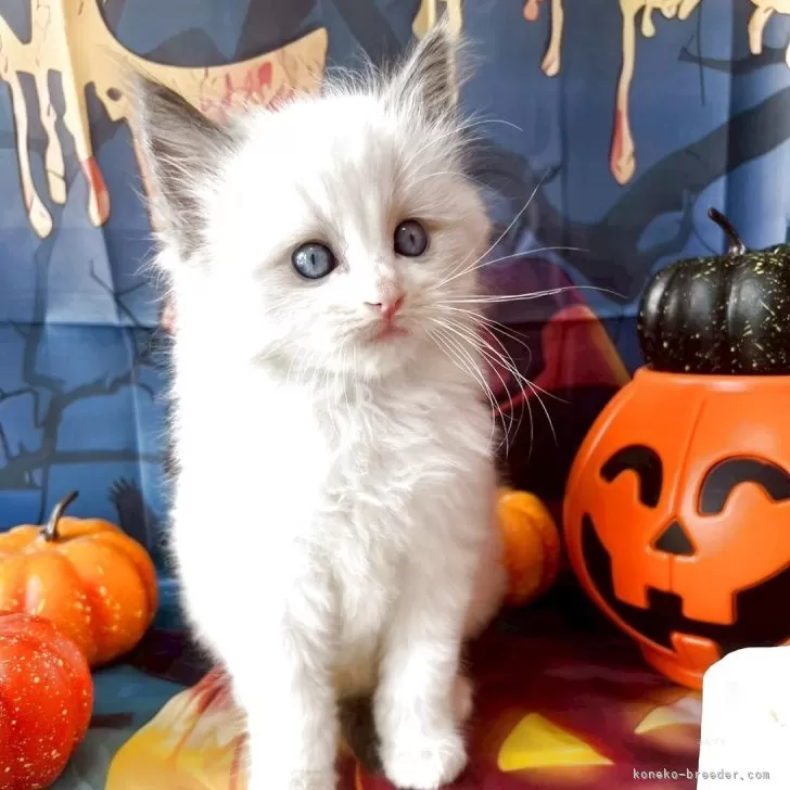 R.S 様のお迎えした子猫