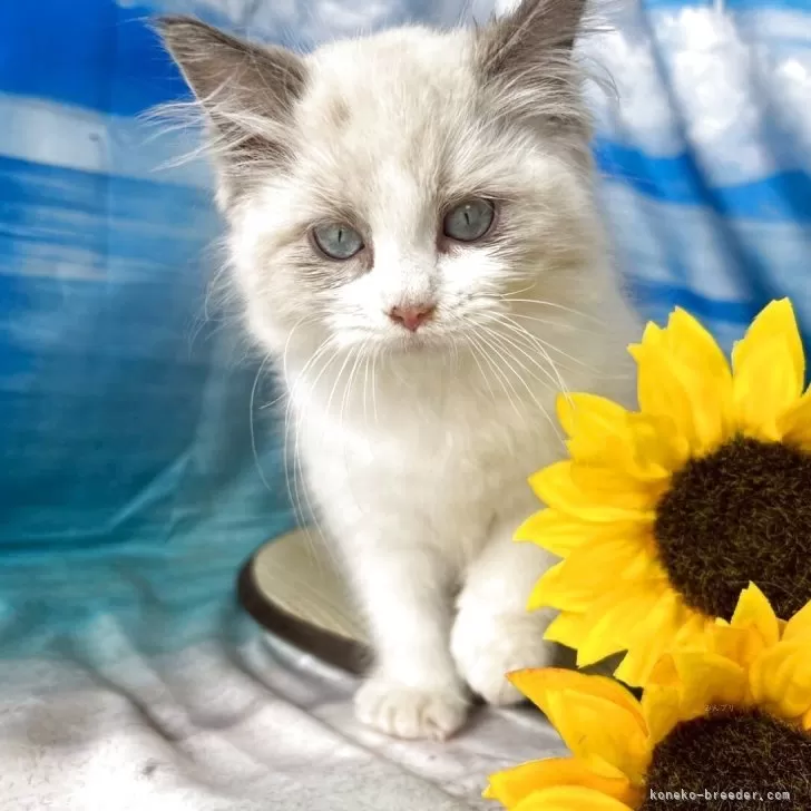 ID:2507-00861の子猫
