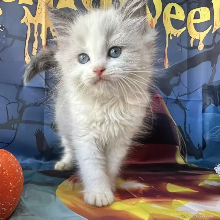 ラグドール【群馬県・男の子・2025年9月3日・ブルーポイントバイカラー】の写真1