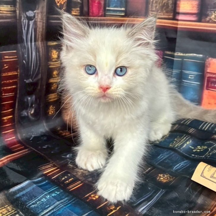 ブリーダー画像