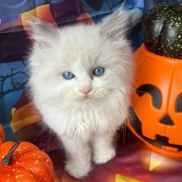 ラグドール【群馬県・女の子・2025年8月26日・ブルーポイントバイカラー】の写真「しっかりした女の子です🩷」