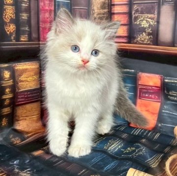 ラグドール【群馬県・女の子・2025年9月3日・ブルーポイントバイカラー】の写真「ブルーポイントバイカー」