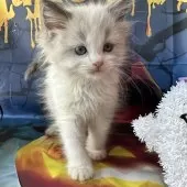 ラグドール【群馬県・男の子・2025年9月3日・ブルーポイントバイカラー】の写真2