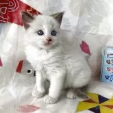 ラグドール【群馬県・男の子・2025年4月22日・シールポイントバイカラー】の写真3