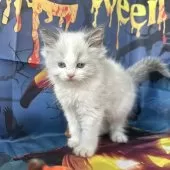 ラグドール【群馬県・男の子・2025年9月3日・ブルーポイントバイカラー】の写真3