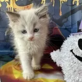 ラグドール【群馬県・男の子・2025年9月3日・ブルーポイントバイカラー】の写真4