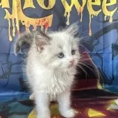 ラグドール【群馬県・男の子・2025年9月3日・ブルーポイントバイカラー】の写真5