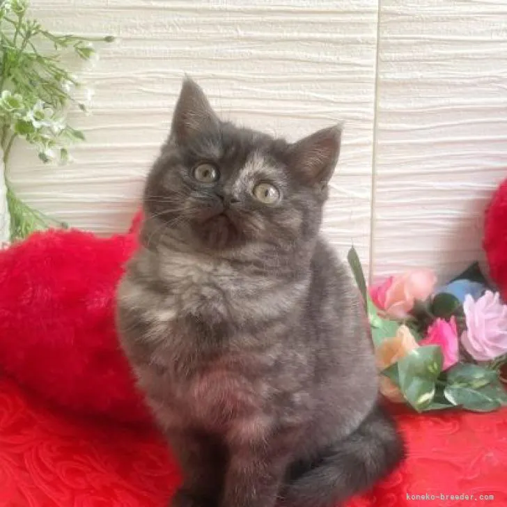 Smitty 様のお迎えした子猫