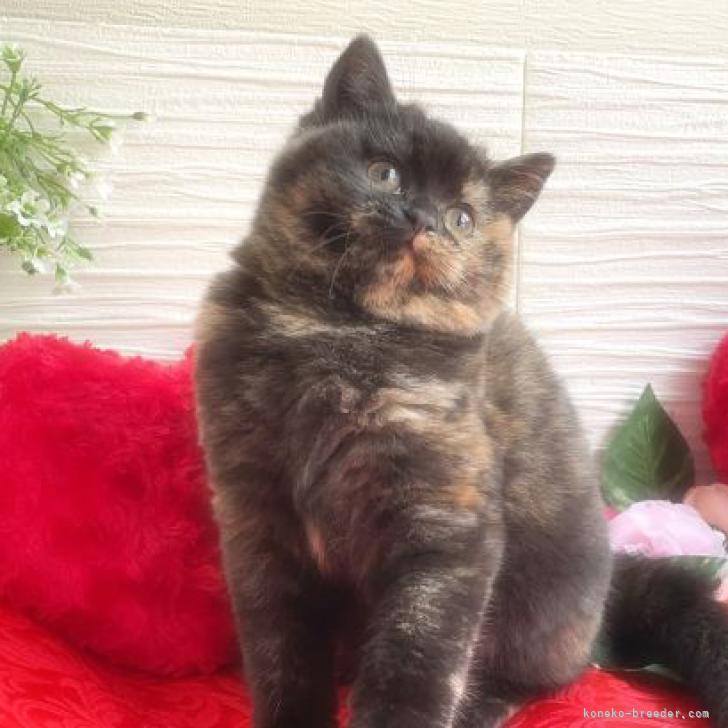 Smitty 様のお迎えした子猫
