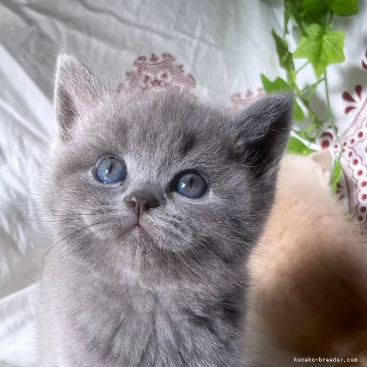ID：2405-00873の子猫