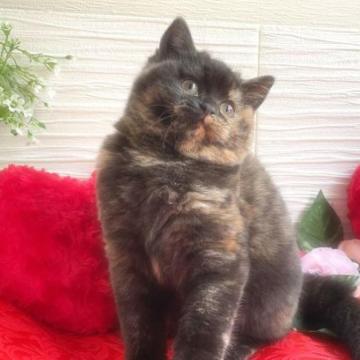 スコティッシュフォールド(立ち耳)【大阪府・女の子・2022年10月1日・カリコブラック（シルクの様な手触り）】の写真「大人しく優しい性格の子です🐱」