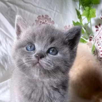 スコティッシュフォールド(立ち耳)【大阪府・男の子・2024年4月