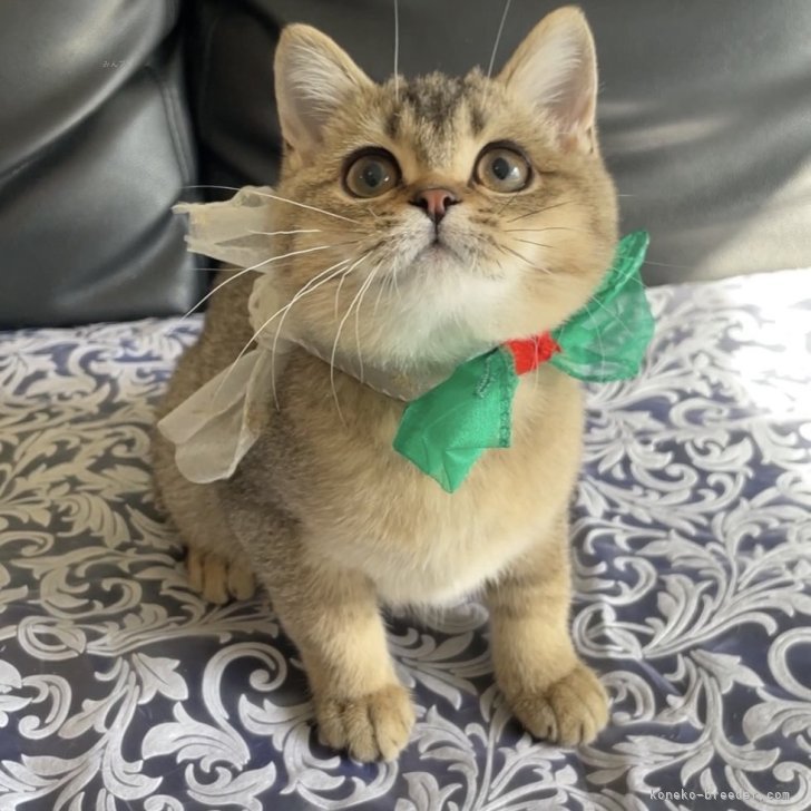 ブリーダー画像