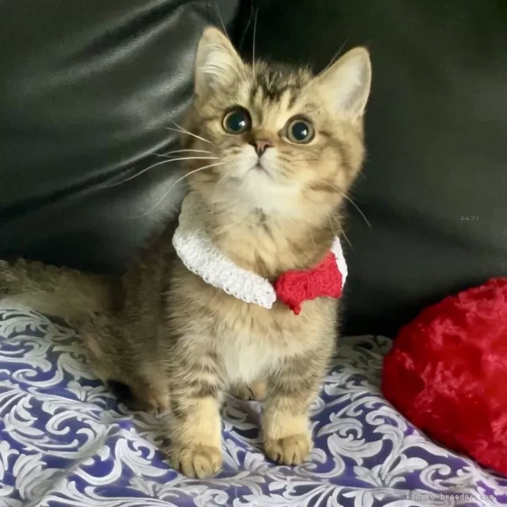 M.M 様のお迎えした子猫