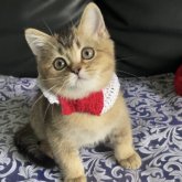 スコティッシュストレート