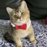 スコティッシュストレート