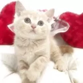 スコティッシュフォールド(立ち耳)
