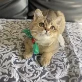 スコティッシュストレート【大阪府・男の子・2025年8月8日・ブラウン】の写真2