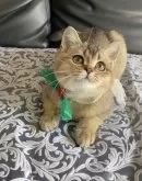 スコティッシュストレート【大阪府・男の子・2025年8月8日・ブラウン】の写真6