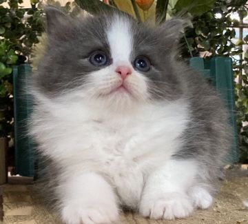 みんなの猫図鑑 東京都で評判の良いラガマフィンのブリーダー キャッテリー紹介