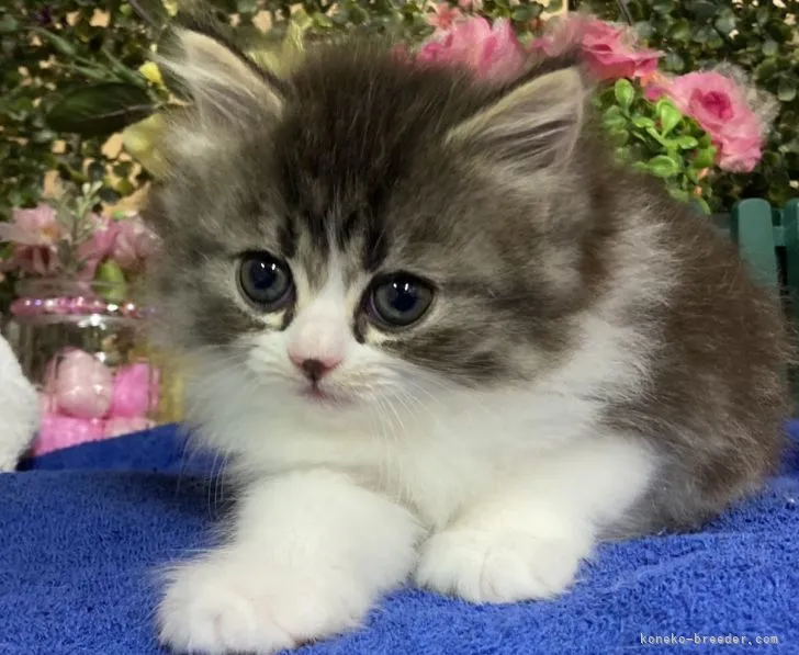 ID:2204-01336の子猫