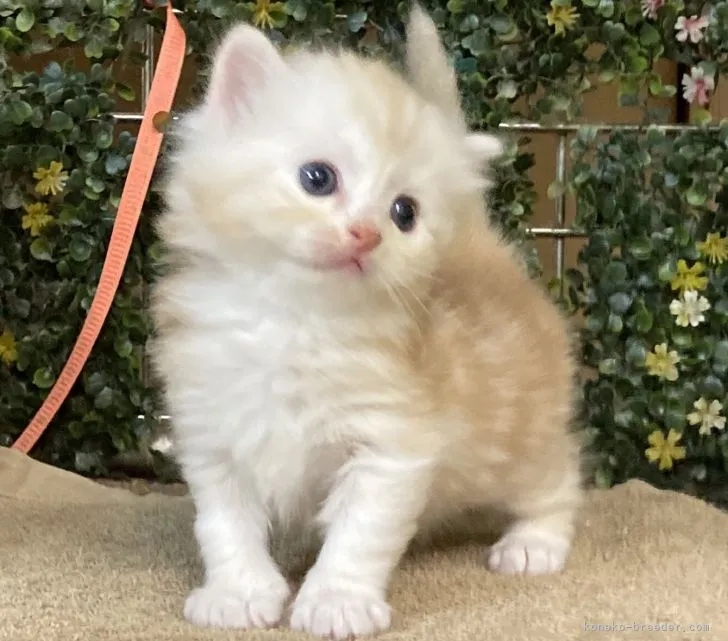 ID:2104-00768の子猫