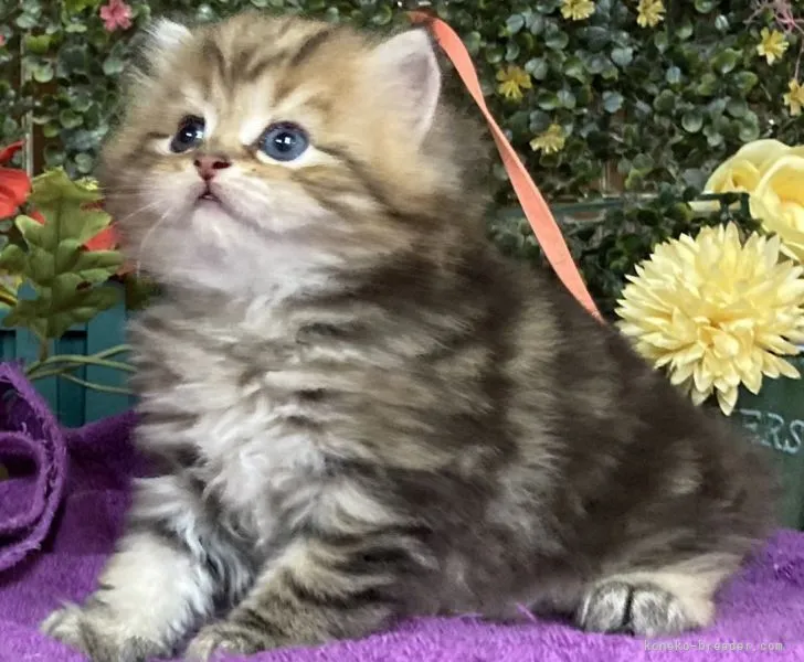 ID:2109-01717の子猫
