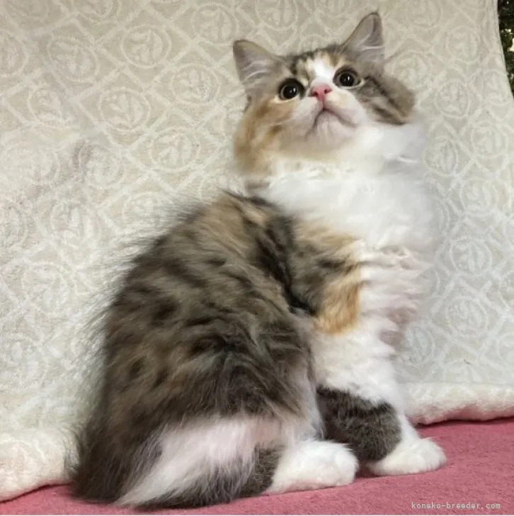 ID:2306-02983の子猫