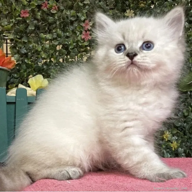 ID：2308-01289の子猫