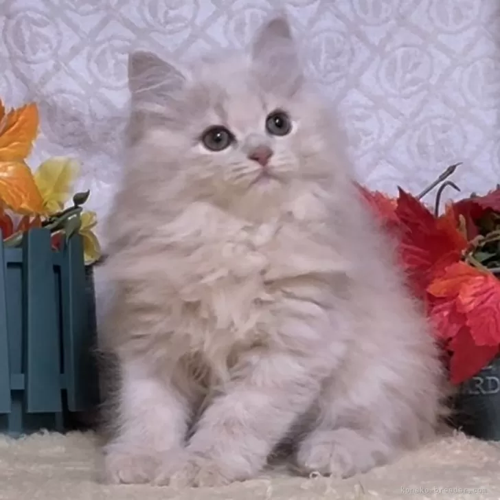 ID：2411-00090の子猫