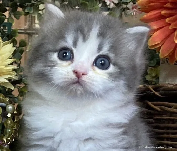 ID：2205-00180の子猫