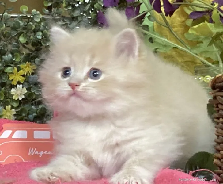 よぼち 様のお迎えした子猫