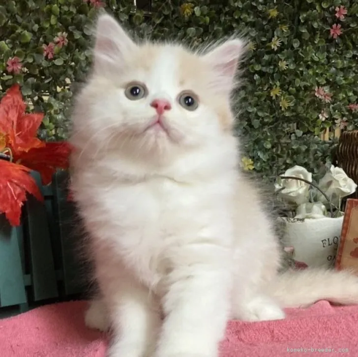 ID:2311-00391の子猫