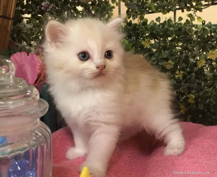 ID：2008-00249の子猫