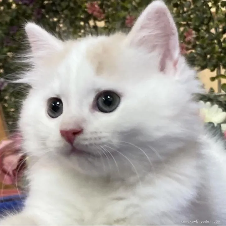 YS 様のお迎えした子猫