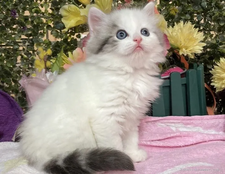 Y.M 様のお迎えした子猫